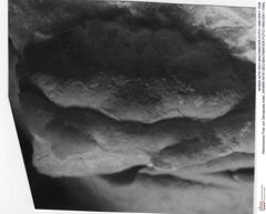 Historisches Foto von Decapoda indet. (NHMW-AFW-GEO-BACHMAYER-FOTO-1990-0041-1506)